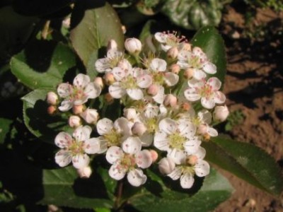 aronia.jpg