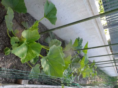 Zucchine da fiore e cipolle rossa di Firenze.jpg