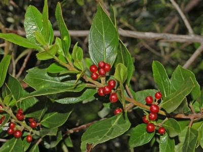 Rhamnaceae_-_Rhamnus_alaternus.JPG