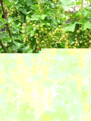 ribes rosso.jpg