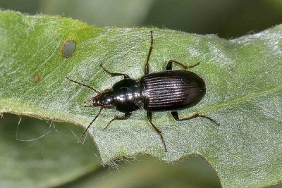 1 carabidae lungo dora .JPG_201552211237_1 carabidae lungo dora .JPG