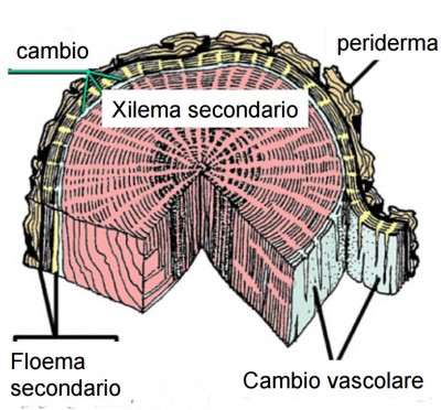 sezione fusto.jpg