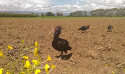 Ibis eremita nel Padule di Fucecchio (foto di Cinzia Lorenzi)1.jpg