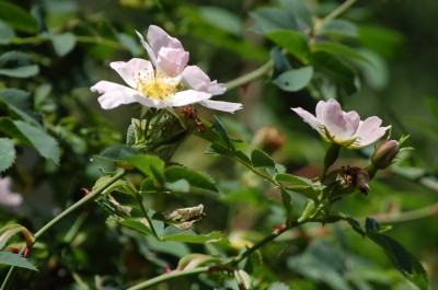 3 Rosa Canina.jpg