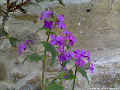 29032016lunaria.jpg