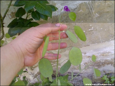 22042016lunaria.jpg