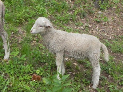 agnello1.jpg