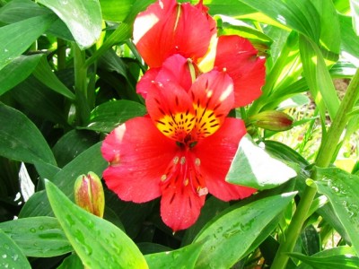 alstroemeria.jpg