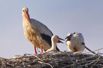 Cicogne Monsummano (foto Gino Santini).jpg