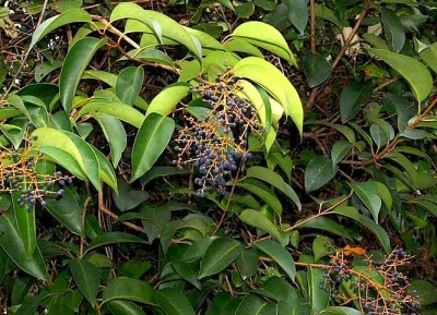 ligustrum lucidum.jpg