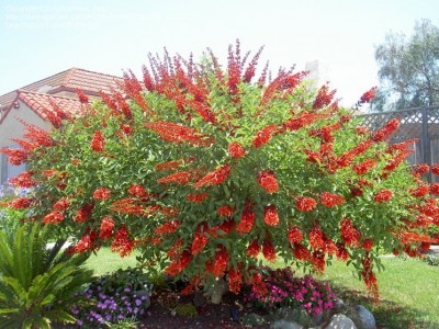 erythrina_NG2.jpg