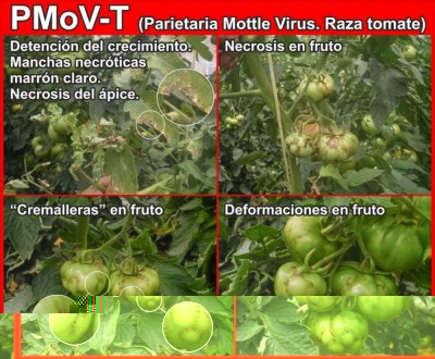 Sintomas PMoV en tomate.jpg