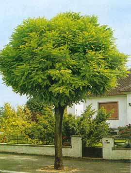 robinia-pseudoacacia-umbraculifera.10000522.jpg