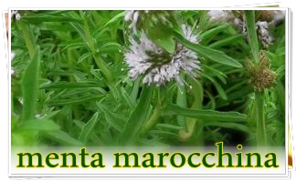 menta-marocchina.jpg