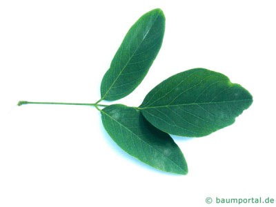 street-acacia-leaf_0.jpg