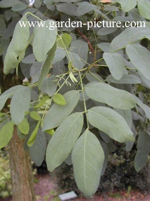 ROBINIA PSEUDOACACIA UNIFOLIA MONOPHILLA.jpg