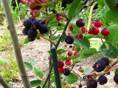 amelanchier lamarckii.jpg