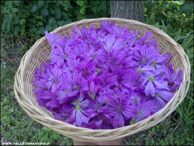 08062016fiori-malva.jpg