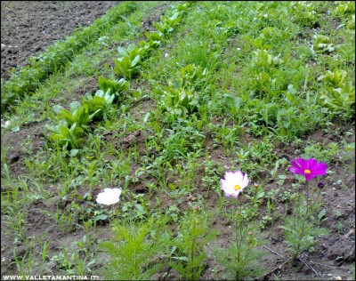 12062016cosmea-insalata.jpg