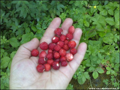 giugno2016fragoline.jpg