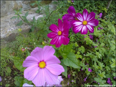 21062016cosmea.jpg