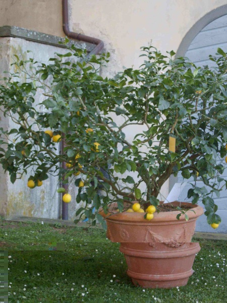 Limone in vaso.jpg