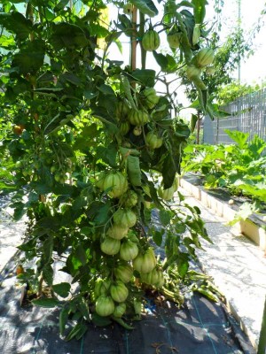 Pomodoro Cuore di Albenga.jpg