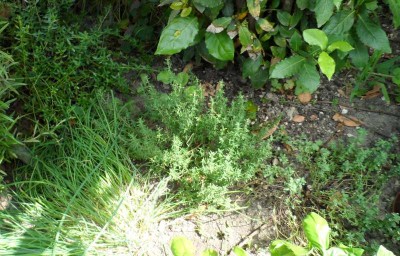 Officinali - Santoreggia Erba cipollina Timo Timo limone.jpg