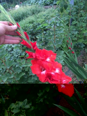 gladioli 012 [800x600].jpg