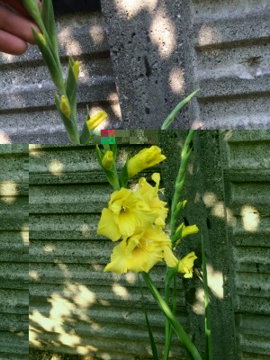 gladioli 027 [800x600].jpg