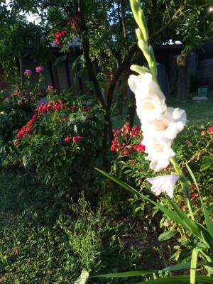 gladioli 033 [800x600].jpg