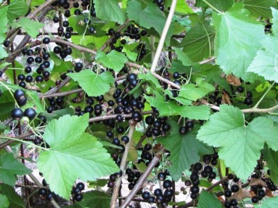 ribes nero.jpg