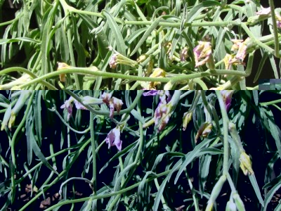 matthiola bicornis 3.jpg