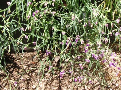 matthiola bicornis 4.jpg