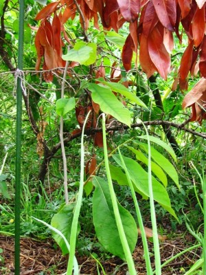 asimina triloba Sunflower.jpg