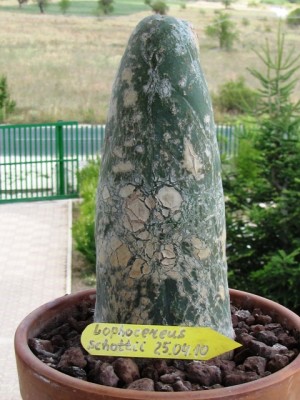 Lophocereus schottii.jpg