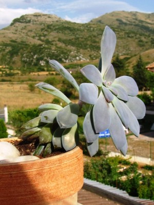 Graptopetalum pentandrum.jpg