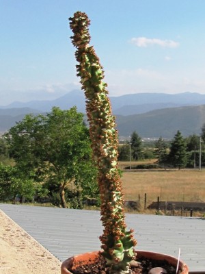 Monadenium arborescens.jpg