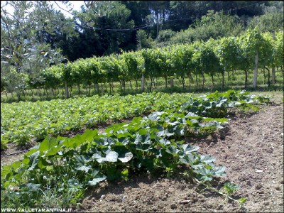 30062016vigna-zucche-borlotti.jpg