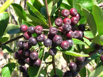 Aronia Nero.JPG