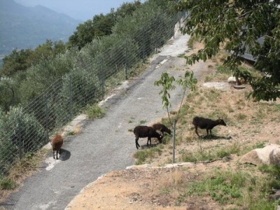 Trio Soay + 1 Ouessant.jpg