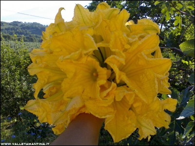 19072016-fiori-di-zucca.jpg