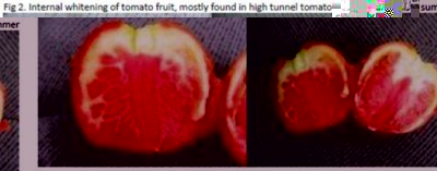 TomatoRipening_Fig2_InternalWhiteningOfTomatoFruit-526x206.jpg