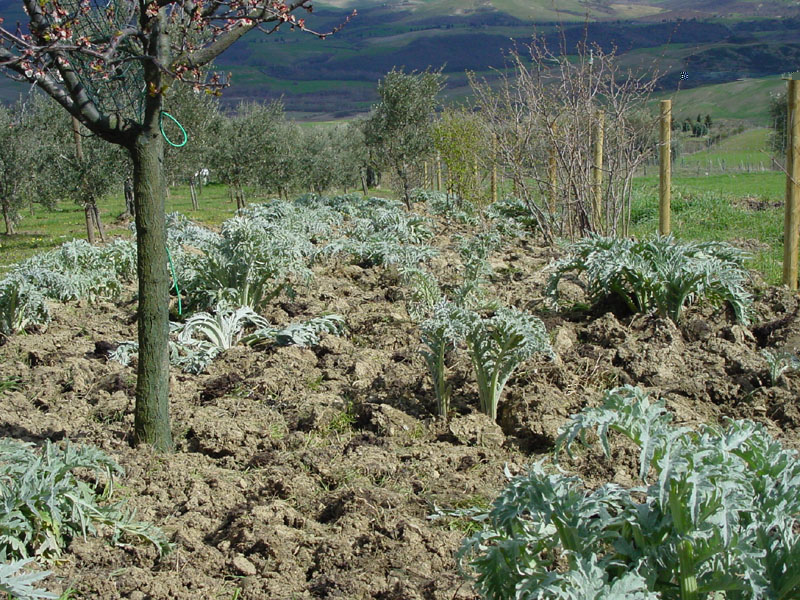 Carciofi-marzo.JPG