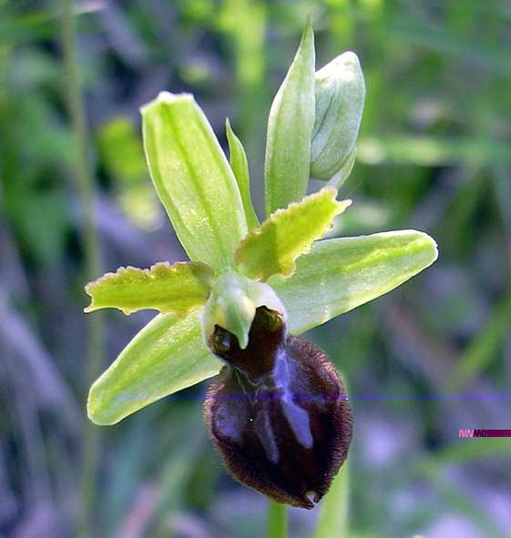 Ophrys sphegodes.JPG