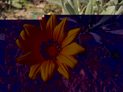 gazania.jpg