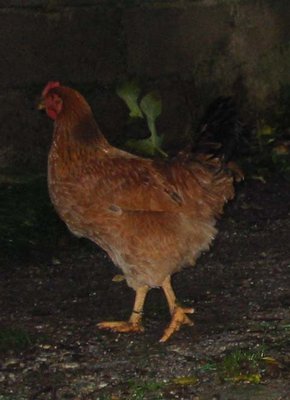 GALLINE 1.JPG