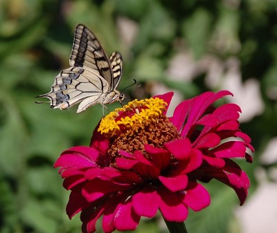 280 Papillo machaon.JPG