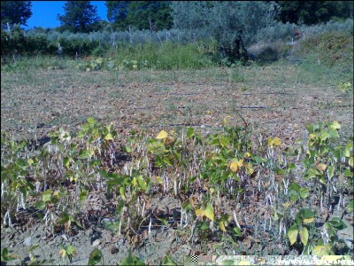 29082016raccolta-borlotti.jpg