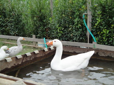 Grosso che fa il bagno.JPG